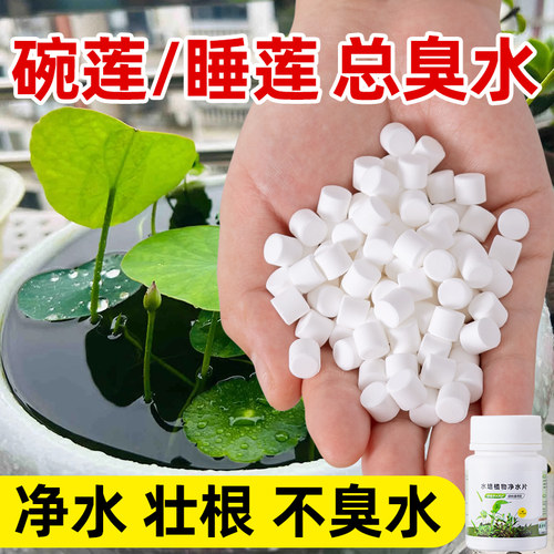 水培植物净水片净化水质植物保鲜
