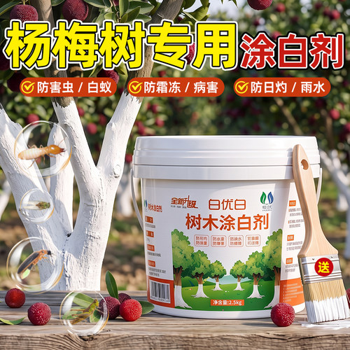 杨梅树专用涂白剂抗寒防冻防虫
