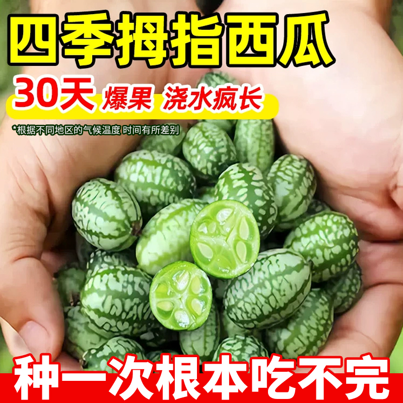 领沃夏季迷你蔬菜水果四季可种植