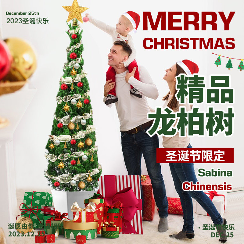 圣诞树真树盆栽室内绿植物大型松树盆景新款龙柏树苗家用客厅秋冬