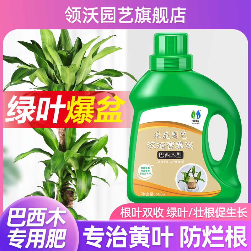 巴西木营养液专用植物水培通用型