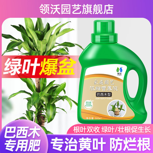 巴西木营养液专用植物水培通用型