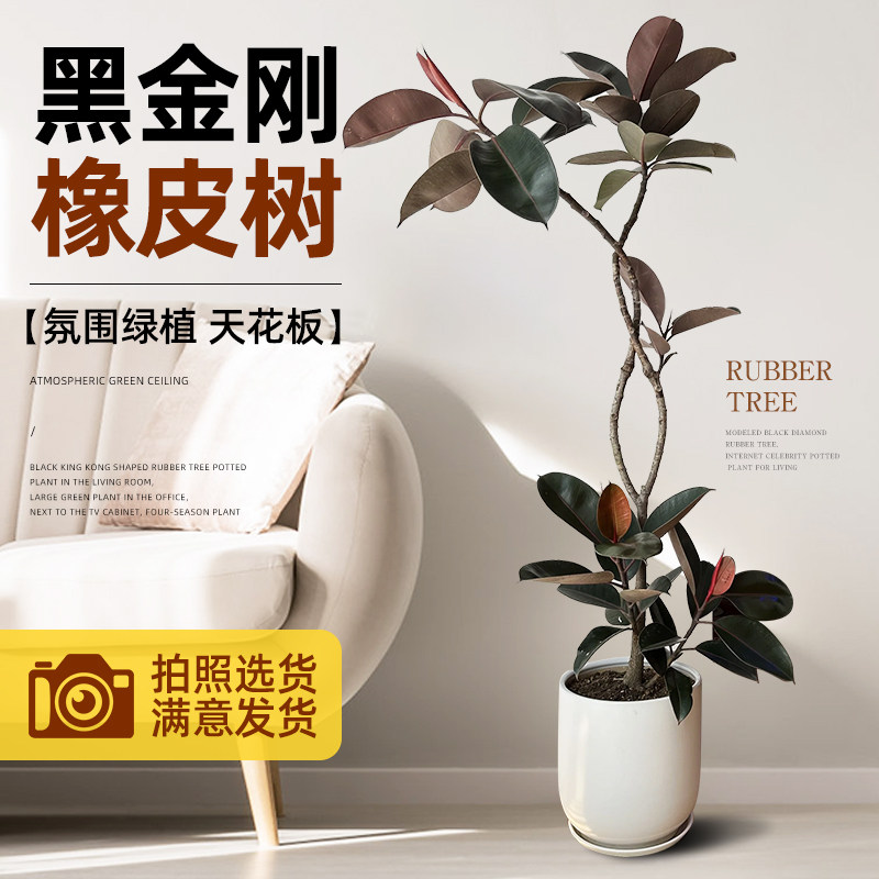 黑金刚橡皮树绿植高级客厅感大型盆栽室内旺宅树好养办公室吸甲醛,鲜花速递/花卉仿真/绿植园艺,大型绿植/成品组合盆栽,淘宝优惠券,粉丝福利购,淘宝优惠卷