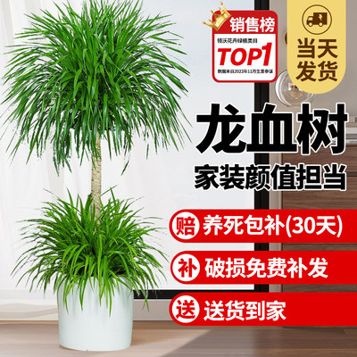 龙血树客厅绿植多头大植物树苗