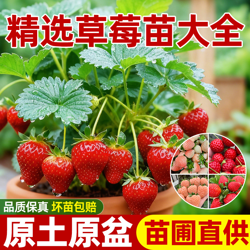 草莓苗秧四季结果盆栽奶油红颜苗