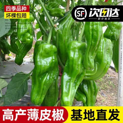 辣椒秧苗高产四季包对版成活率高