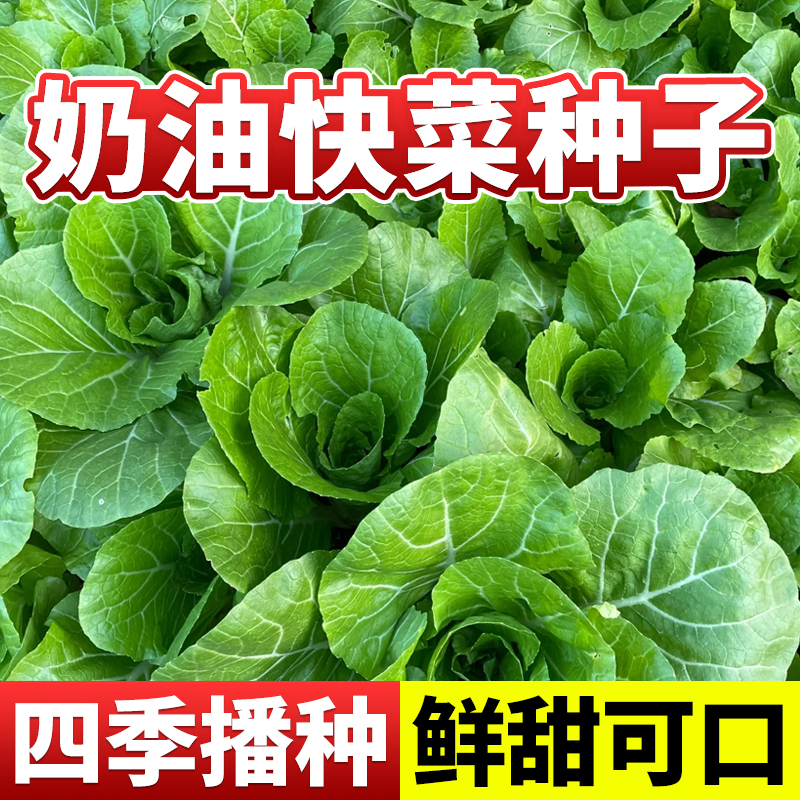 奶油快菜种子四季可播耐寒耐热