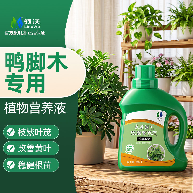 鸭脚木专用营养液八方来财鸭掌木图片
