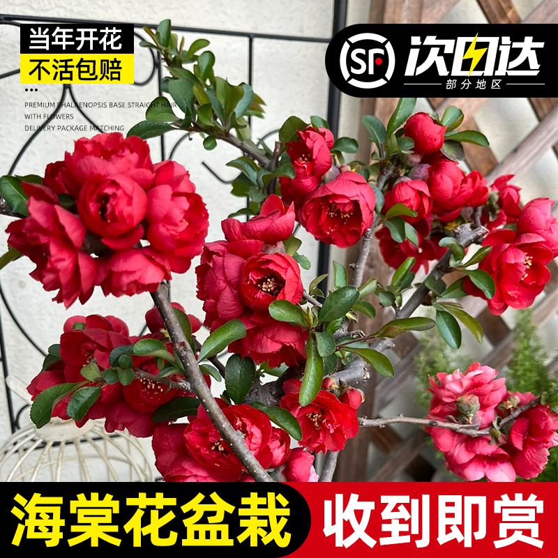 海棠花阳台客厅四季红色花卉绿植