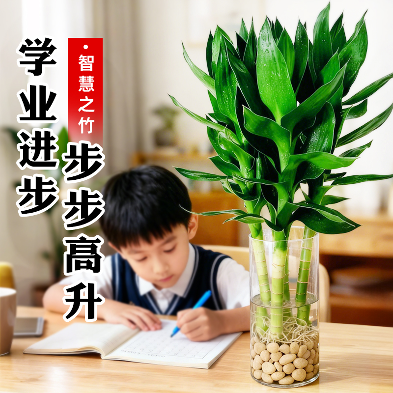 文昌竹4支金榜题名逢考必过绿植