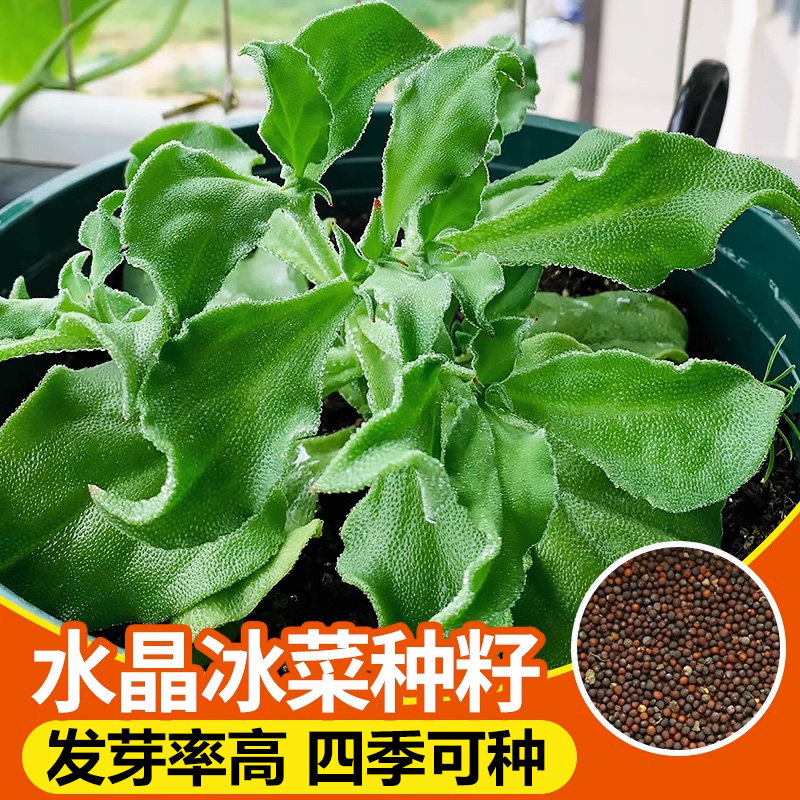 冰菜种籽水晶冰草秧苗秋冬新鲜蔬菜种子大全家庭阳台四季盆栽种孑