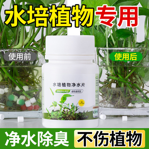 水培植物净水片净化水质植物保鲜