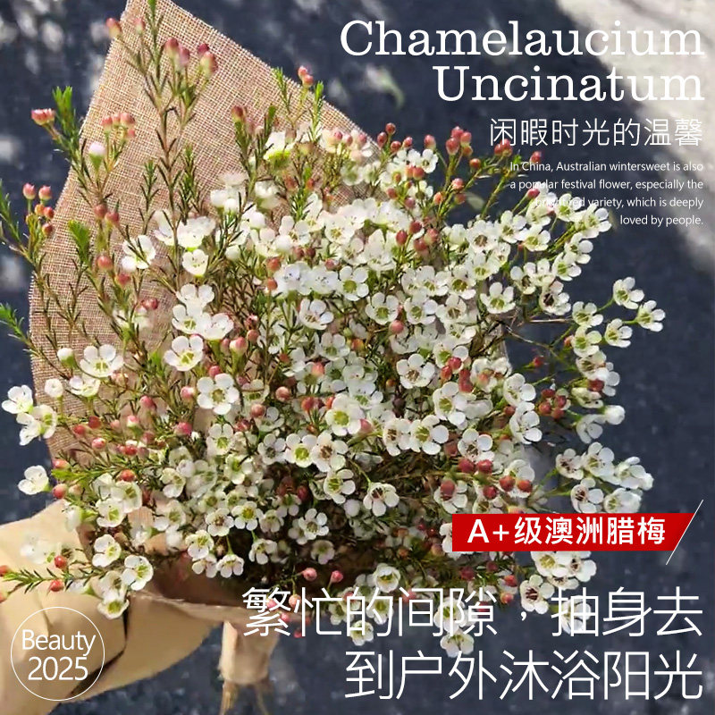 澳洲腊梅鲜花卉水培鲜枝室内客厅书房干花年宵花盆栽摆件基地直发,鲜花速递/花卉仿真/绿植园艺,时令草本花卉,淘宝优惠券,粉丝福利购,淘宝优惠卷