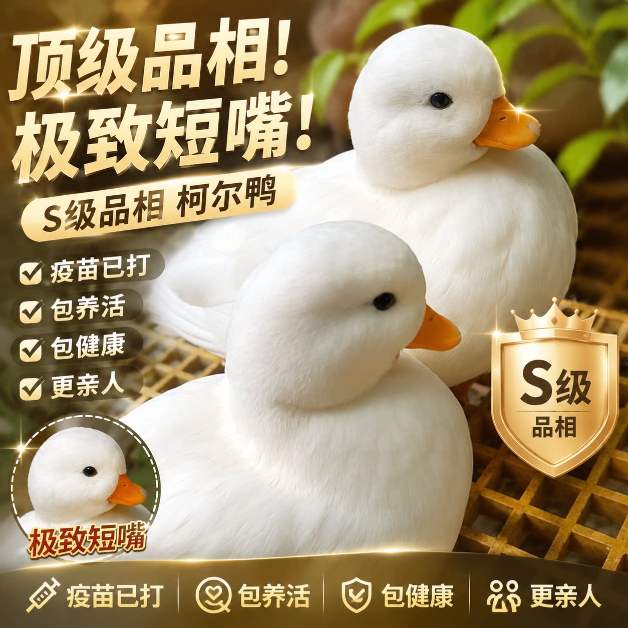 正宗纯种柯尔鸭活宠物柯尔鸭可达鸭s级鸭子赛级柯尔鸭宠物幼崽