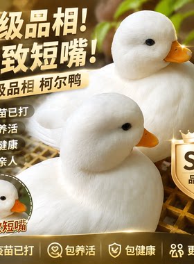 正宗柯尔鸭宠物小黄鸭跟人活宠物小黄鸭子幼崽鸭仔活物观赏鸭子