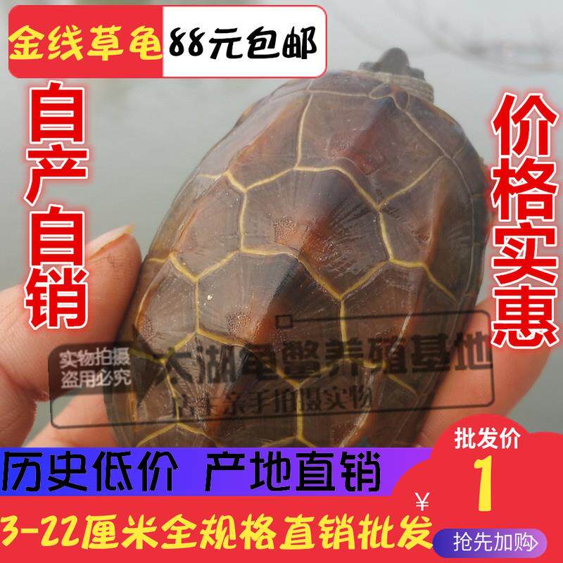 正宗石金钱乌龟活物宠物草龟招财南石龟幼龟活龟越南种小乌龟宠物|ruв категории животное/Животное питание и принадлежностей, аквариум мира, черепаха/черепаха - от Buy2taobao.com для оказания профессиональной услуги покупки агента Taobao