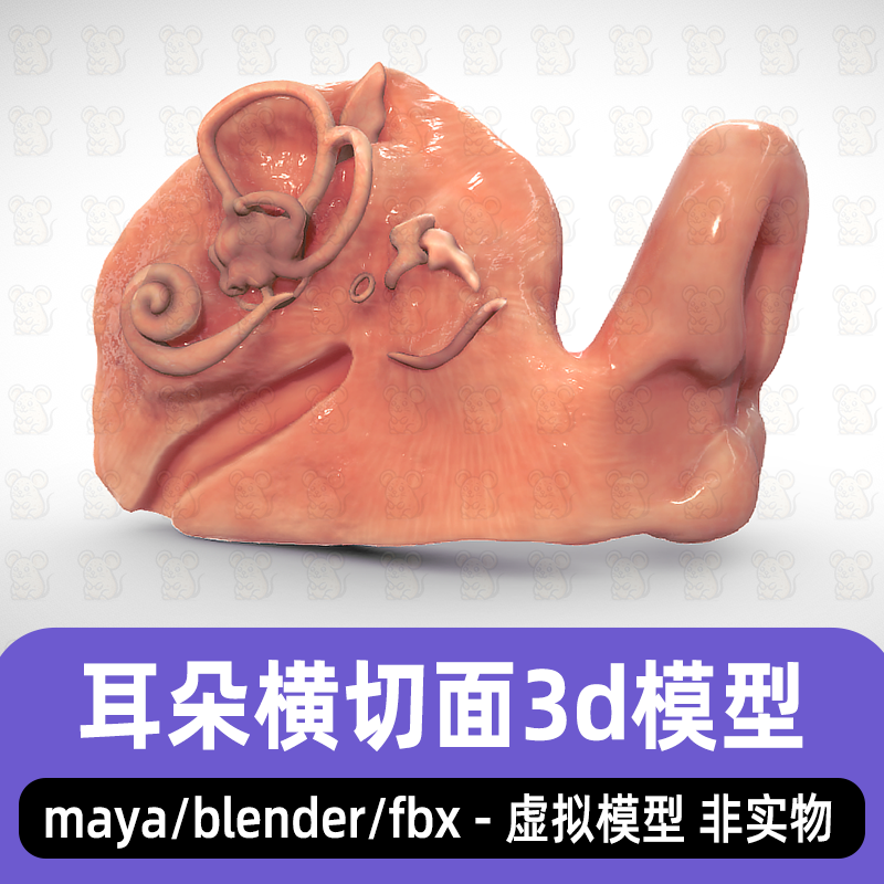 blender影视级耳朵横切面模型maya人体耳朵解剖3d模型素材2K贴图