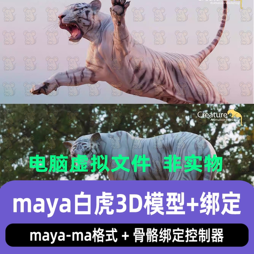 Maya影视级写实猫科动物威尔逊白虎动物角色3D模型骨骼绑定控制器