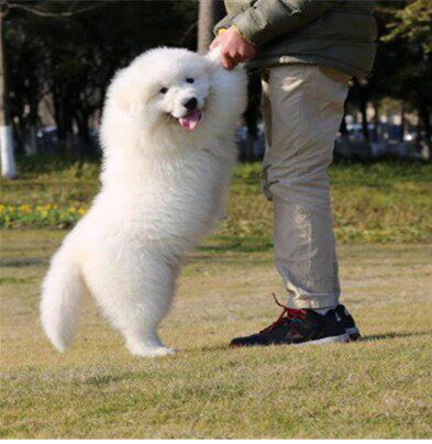 纯种大白熊幼犬出售巨型犬大白熊犬活体大白熊大型犬大骨架大白熊