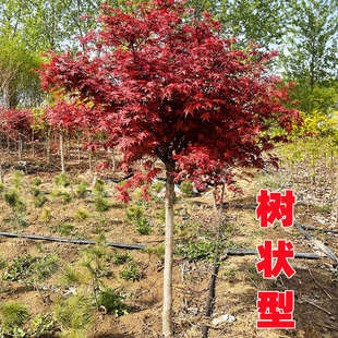 红枫树苗中国日本红枫小苗四季红枫苗盆栽花卉绿植物盆景老桩庭院