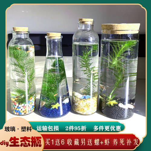 江苏发真鱼水草送螺开票24小时发