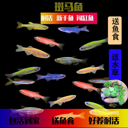 淡水冷水鱼送鱼食收藏截图送水草