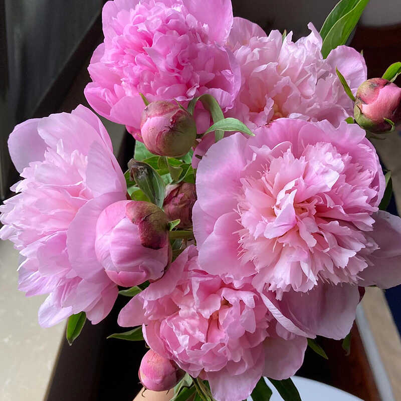 新鲜重瓣芍药鲜切花鲜花云南基地直发同城速递水养家用插花10枝