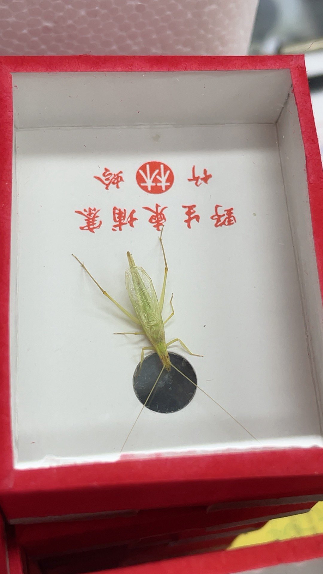 小林虫艺柬埔寨竹蛉宽翅竹蛉柬埔寨竹蛉活体鸣虫青竹蛉,宠物/宠物食品及用品,特色爬宠/鸣虫,淘宝优惠券,粉丝福利购,淘宝优惠卷