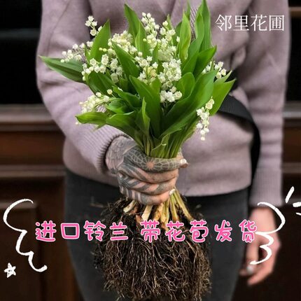 《现货》荷兰进口铃兰花苗盆栽浓香型花卉室内外阳台好养办公桌。