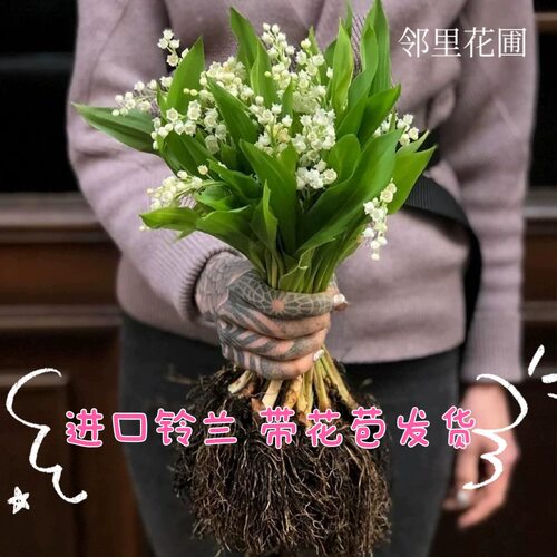 《现货》荷兰进口铃兰花苗盆栽浓香型花卉室内外阳台好养办公桌。