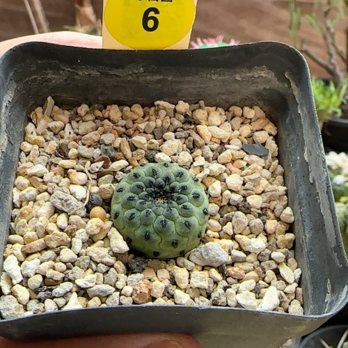 14萝卜根苹果绿丽丸2.1cm