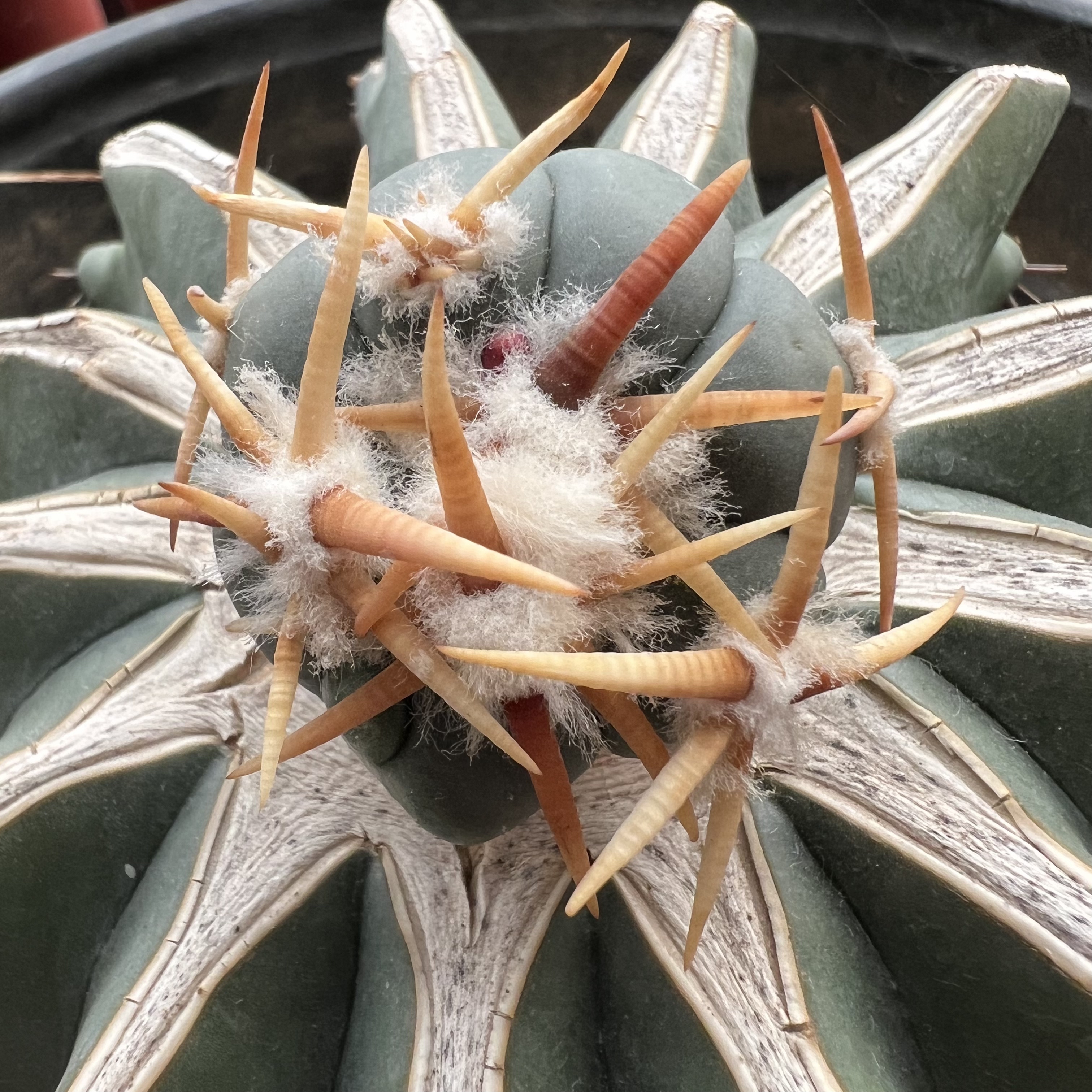 翠平丸老巨鹫玉嫁接防辐射仙人球多肉植物绿植花卉龙舌兰