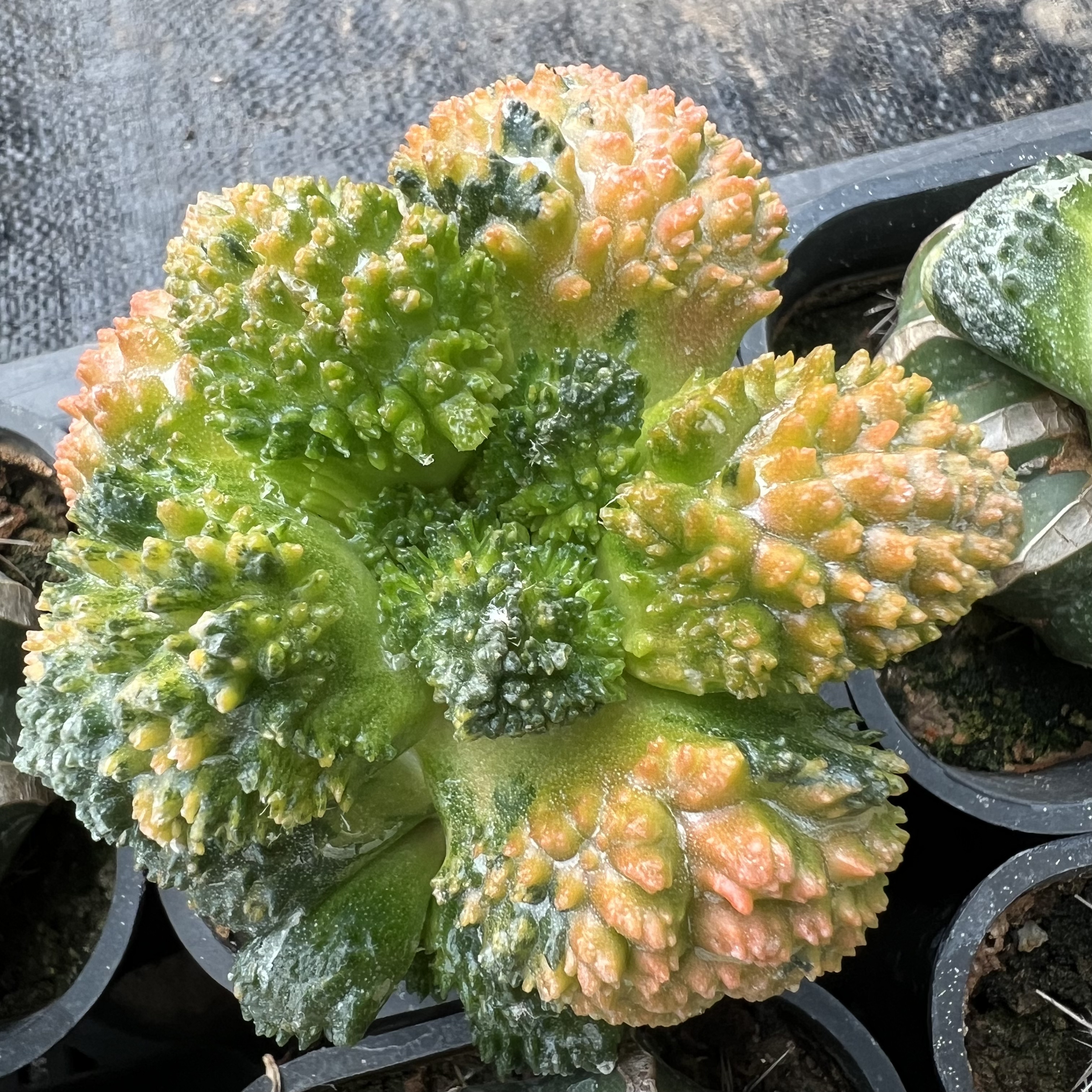 哥斯拉菜花牡丹散斑锦草球嫁接防辐射仙人球块根多肉植物绿植盆栽