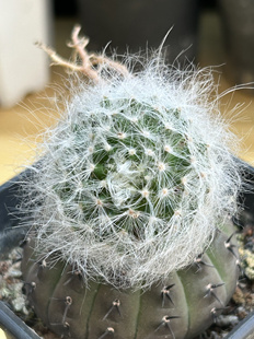 无刺丽光殿实生长毛无刺不扎手仙人球块根多肉植物绿植龙舌兰