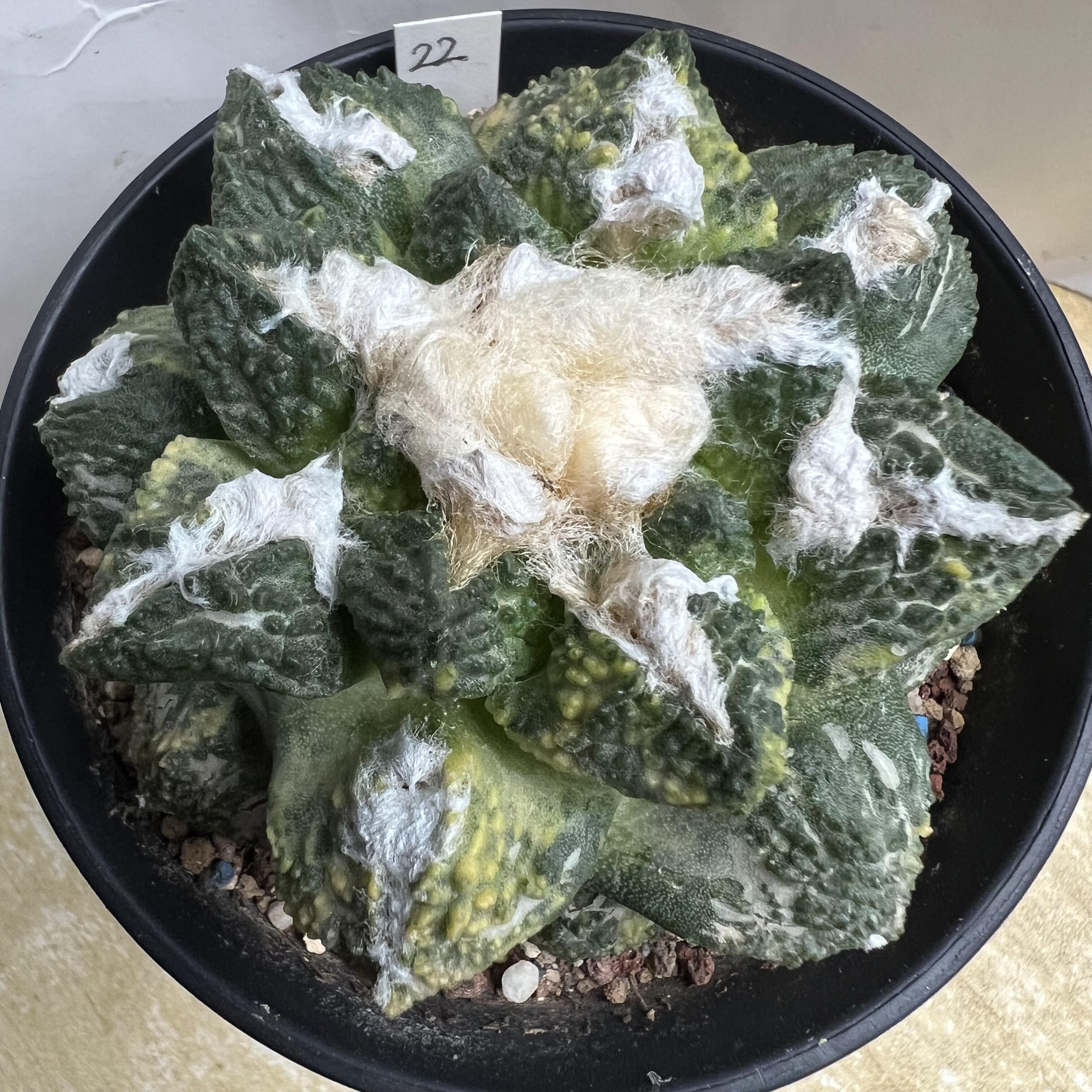 龟甲牡丹锦自根可提盆防辐射仙人球块根多肉植物绿植盆栽花卉