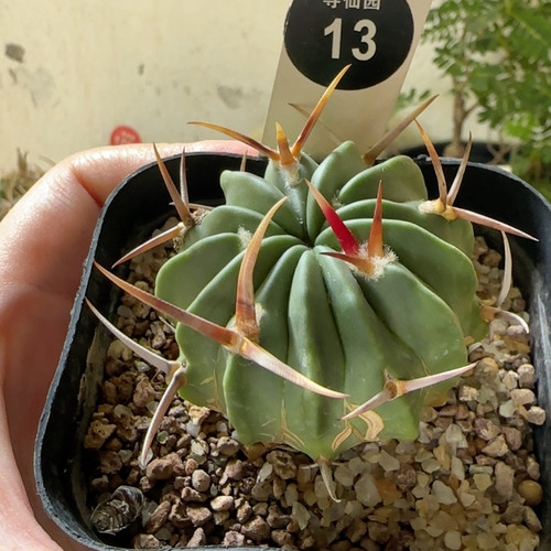 25实生狂豪刺龙剑丸4.7cm
