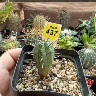 18实生强刺勇猛阁一棵仙人球