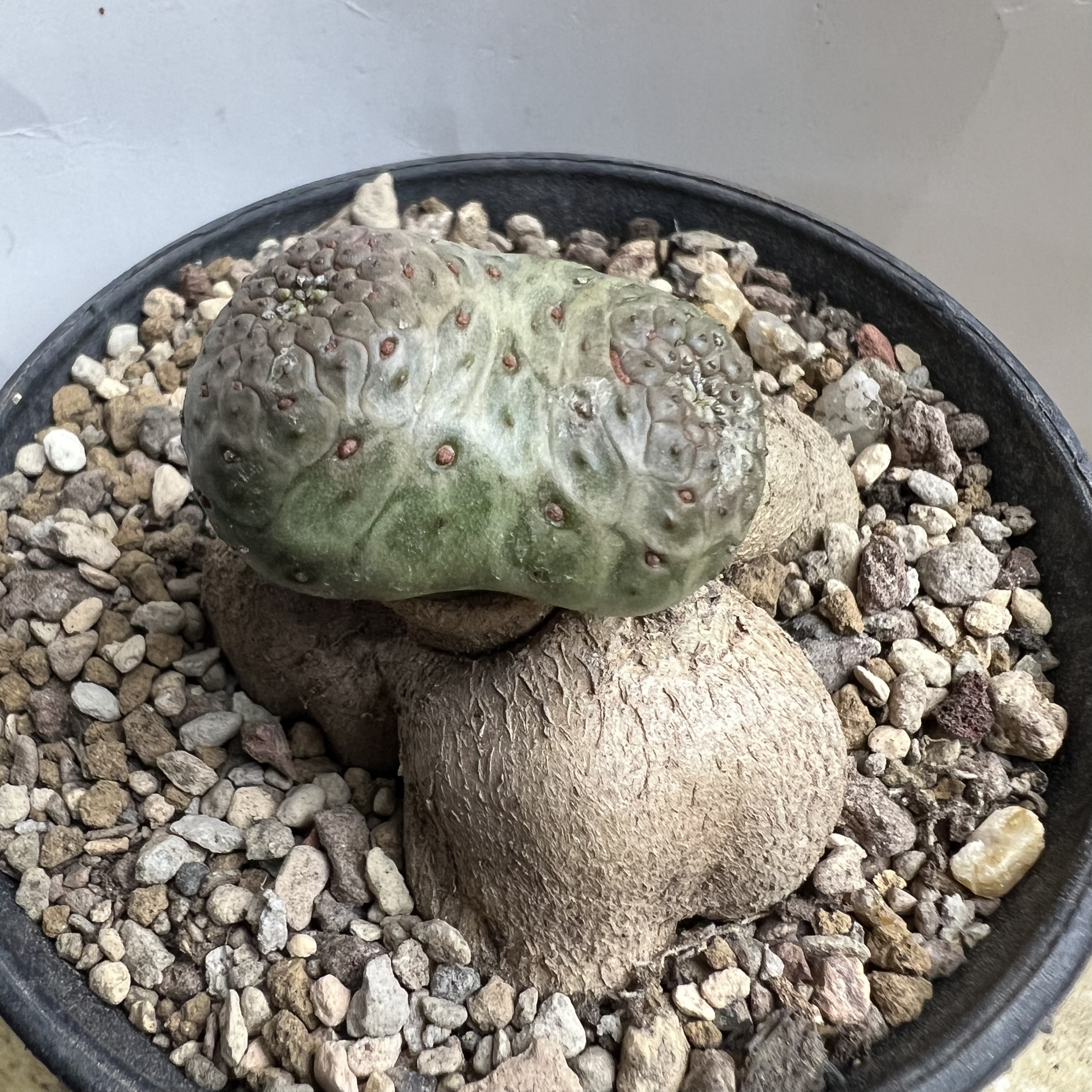 人参圆锥麒麟大戟防辐射园艺仙人球块根多肉植物绿植盆栽