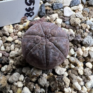 七棱胭脂神玉布纹球实生防辐射仙人球块根多肉植物绿植盆栽花卉