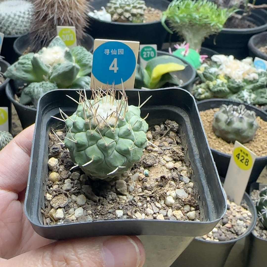 19实生菊水3.2cm