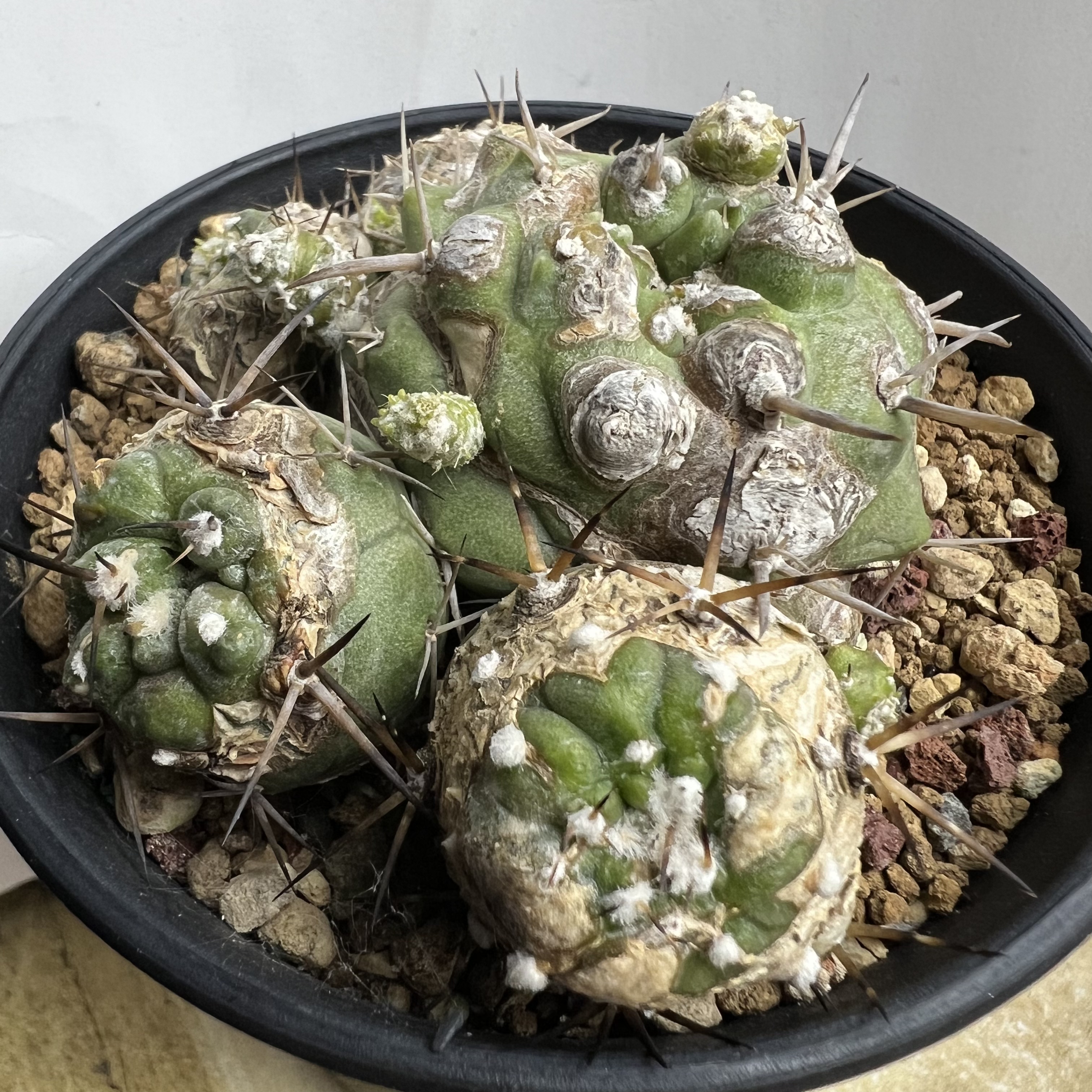 恐龙丸龙爪老群实生防辐射仙人球块根多肉植物绿植盆栽花卉