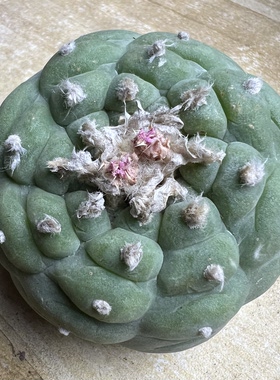 萝卜根螺旋海鲜防辐射仙人球块根多肉植物绿植盆栽花卉卧牛