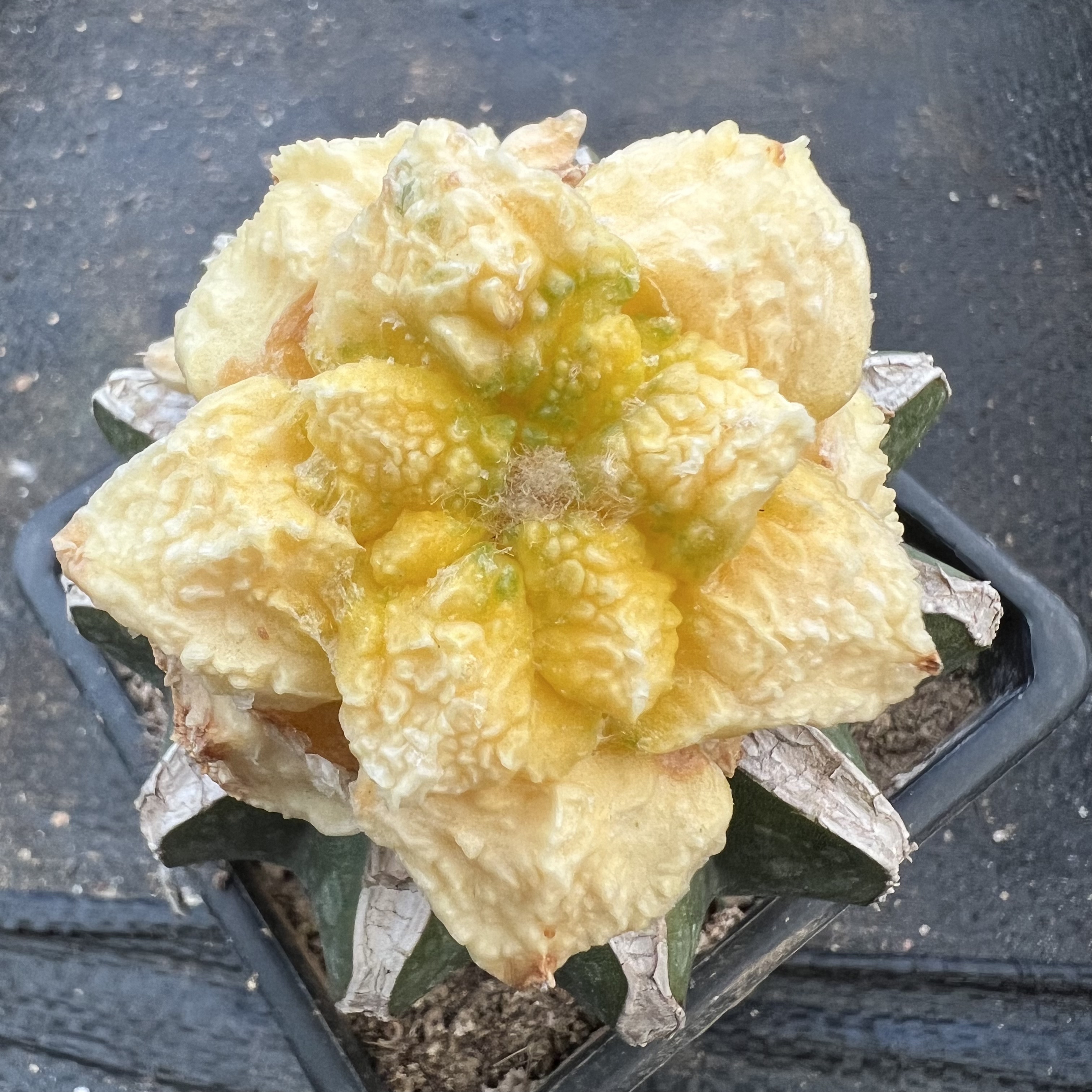 龟甲牡丹双头锦嫁接防辐射仙人球块根
