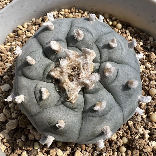 白肌长毛肋古五海鲜实生仙人球块根多肉植物绿植盆栽花卉龙舌兰