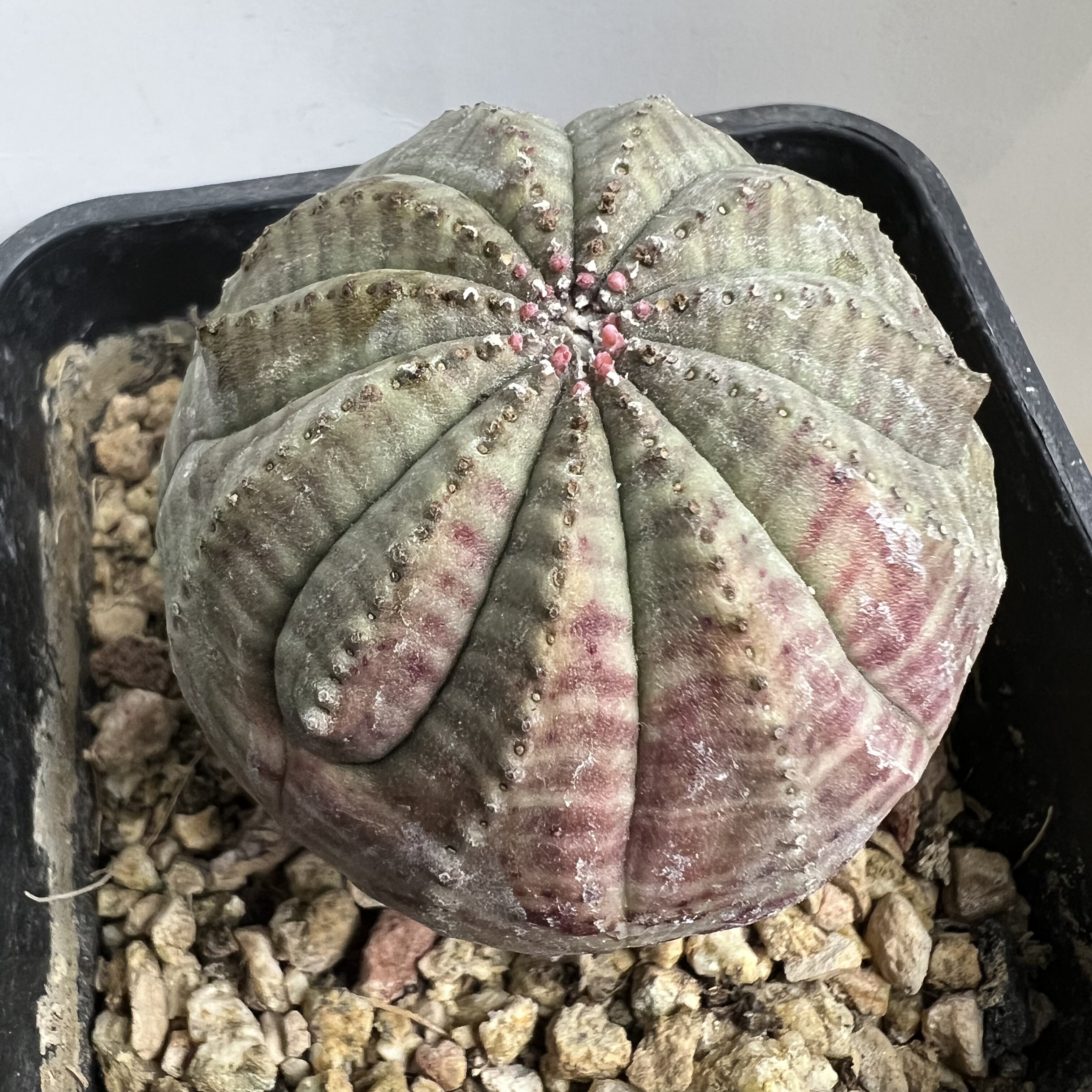 选拔11棱布纹球大戟实生防辐射仙人球块根多肉植物绿植盆栽花卉