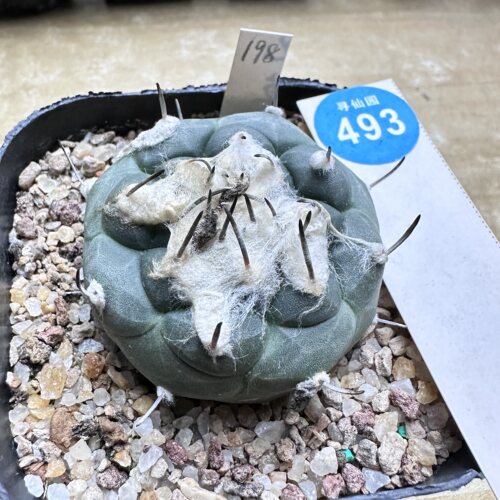 28实生雪顶老冬云娇丽4.7cm