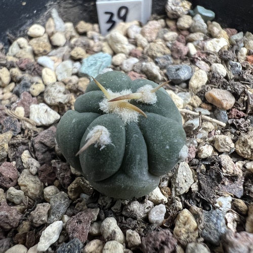 优选翠平丸实生仙人球块根多肉植物绿植盆栽花卉龙舌兰