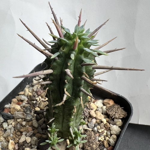 猛刺大戟群防辐射仙人球块根多肉植物绿植盆栽花卉
