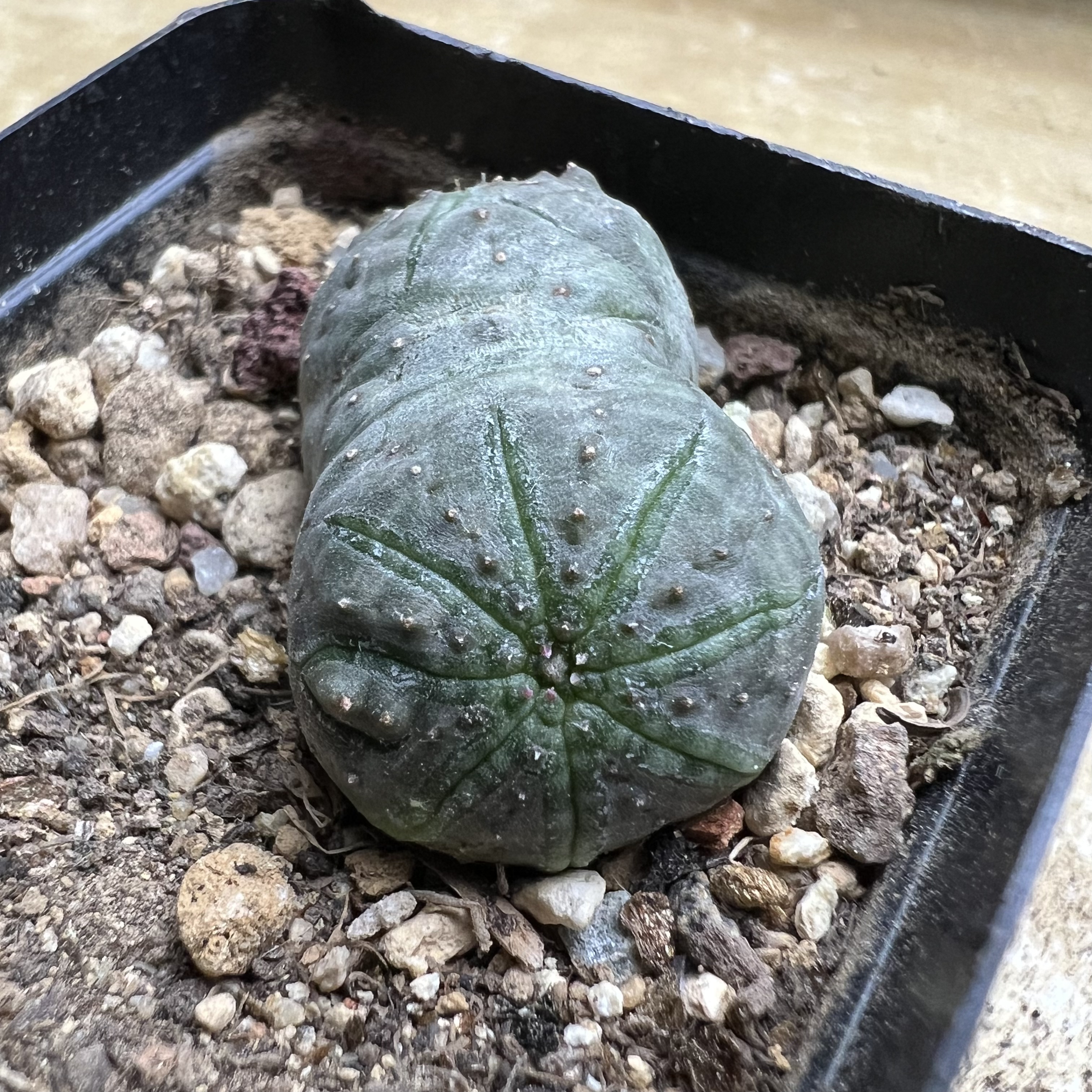 连体白肌神玉布纹球自根仙人球块根多肉植物绿植盆栽花卉龙舌兰