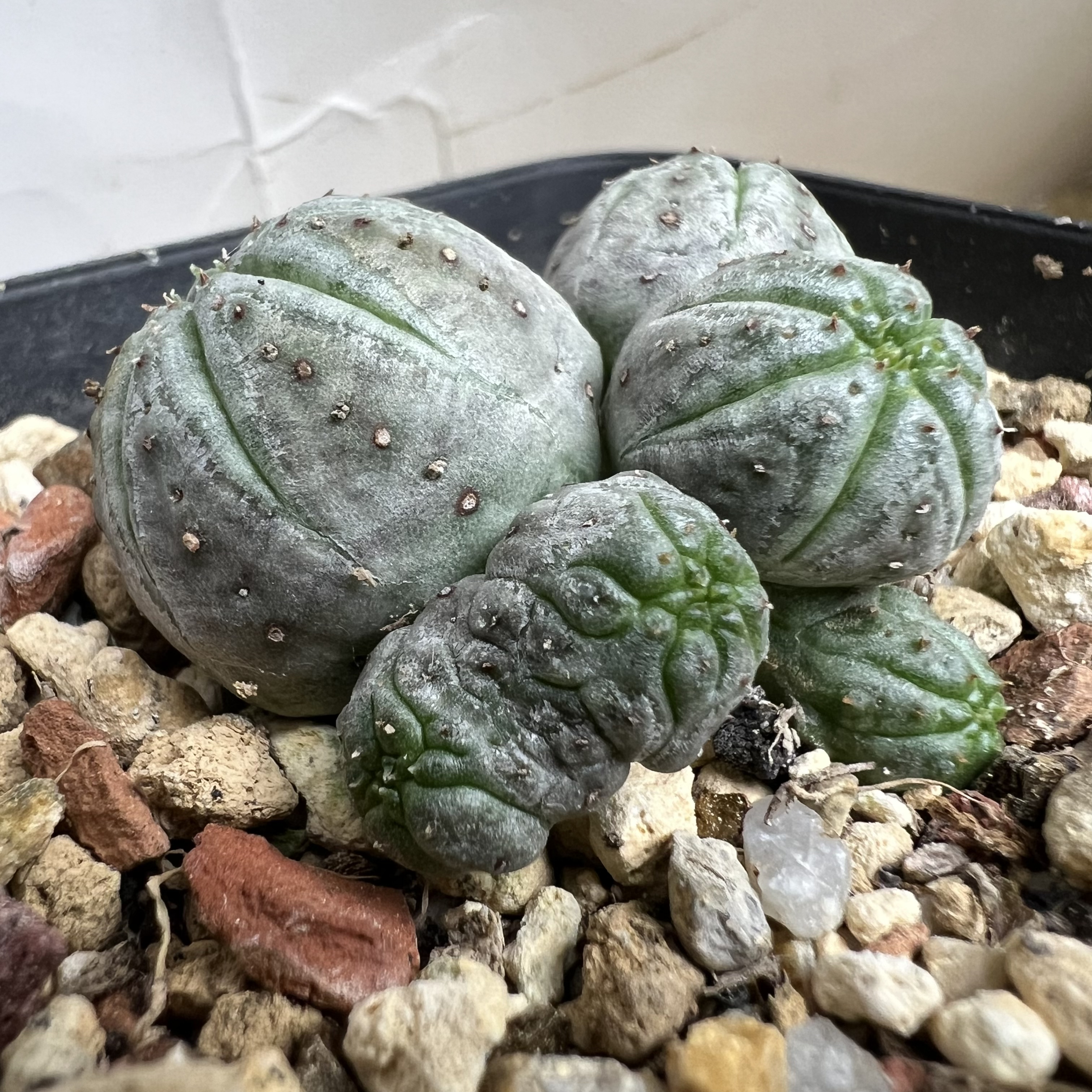 白肌神玉布纹球缀化群大戟自根仙人球块根多肉植物绿植盆栽花卉